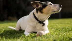 Kildare County Council warns that certain dogs must be muzzled and kept on a leash in public  