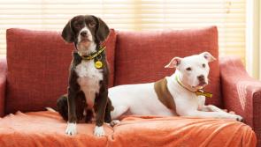 Huge increase in puppies being born in care, as charity sounds alarm 