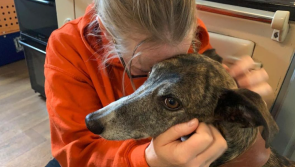 Irish dogs 'on death row' can be saved by adopting or fostering, says animal charity