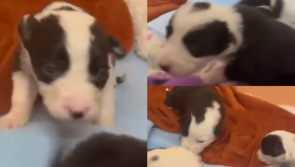Name these puppies — MADRA dog rescue asks public to help name 8 rescued pups