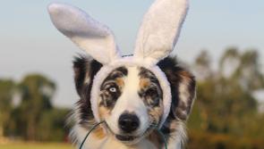 EVENT: KWWSPCA hosting family-friendly egg hunt and dog walk to mark Easter 2024