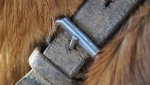 Young boy awarded €20,000 after vicious dog attack 