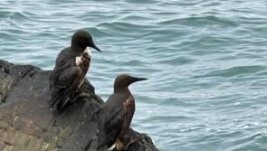 WATCH: Kildare rescue centre advises what to do if you find an animal at risk after major Irish oil spill