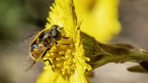 Over &euro;100,000 announced for biodiversity projects across County Kildare
