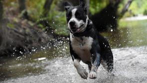 Dog causing nuisance ‘was a source of fun’ for the owner, Kildare Cllr claims