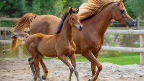 Letter to be sent by Kildare County Council to Irish National Stud