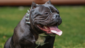 Taoiseach Simon Harris backs call to ban XL Bully dogs in Ireland