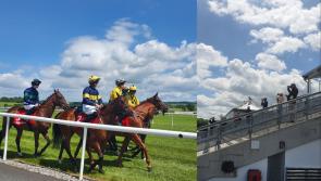 Kildare Local Elections: Political races at Punchestown joined by busy day of horse racing