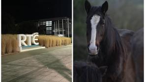 'Shocked and appalled' - Horse Racing Ireland reacts to cruel horse abuse shown in RTÉ Investigates