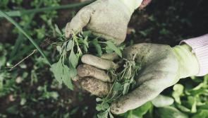 New polytunnels for gardening may be on the way for this County Kildare site