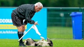 PHOTOS: Faking an injury?! Pup takes over Kildare GAA pitch
