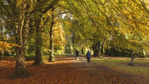 New programme for outdoor enthusiasts to be piloted in Kildare forest
