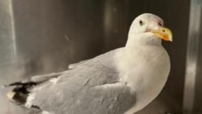 Don't panic: Kildare Wildlife Rescue is nursing All-Ireland Herring Gull back to health
