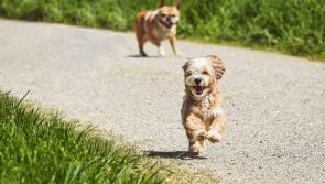 Kildare-based animal welfare group faces relocation after landlord announces sale of property