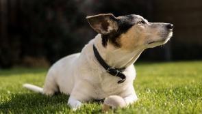 Feasibility of potential dog park in Newbridge raised at Kildare County Council meeting