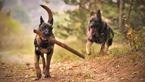 Kildare Animal Foundation set to hold antiques fair to raise funds for animals in need