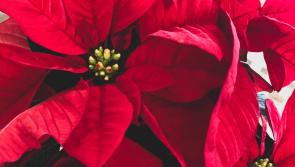 Kildare Death Notices for today: Tuesday, January 27 2025