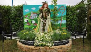 Kildare community gardening groups wanted for Bord Bia Bloom

