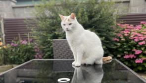 'That is so cruel' - Locals shocked by Kildare teenage boys' missing cat prank
