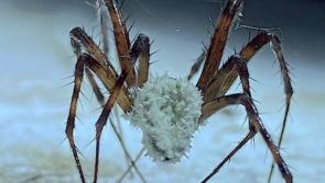 ALERT: Terrifying 'zombie' spiders infected with deadly fungus found in Ireland