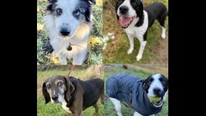 PICTURES: These ten adorable dogs ready to be adopted at Kildare animal shelter