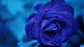 Kildare Death Notices for today: Thursday, February 13 2025