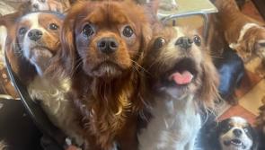 ISPCA removes an incredible 207 animals from one Kildare property