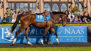 'Naas set to come alive' for Punchestown Festival - Kildare minister Lawless 