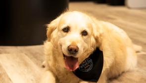 Petstop to celebrate 30 years in business with ‘pawty’ in Kildare store 