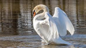 Kildare Wildlife Rescue seeking speakers for upcoming Biodiversity Conference event