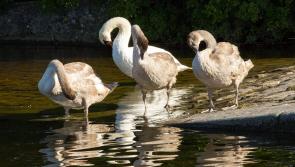Could it be you? Kildare Wildlife Rescue announces opening for reception team