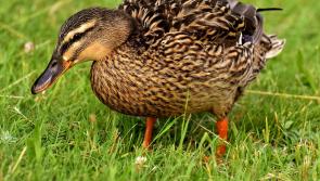 Kildare Wildlife Rescue seeking food donations for its waterfowl patients