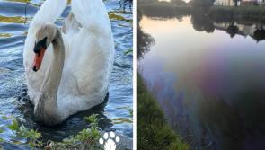Swans hit by oil spill remain under care of Kildare experts 