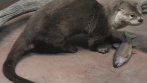 Kildare Wildlife Rescue issues vital food appeal