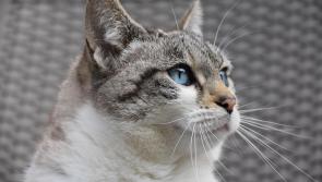 Kildare animal charity reveals reason it had to rehome 60 cats so far this year