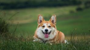 All for a good cause (and paws): Kildare animal charity to host book sale
