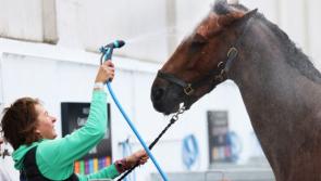 KILDARE GALLERY: Dublin Horse Show opens at the RDS in Dublin 