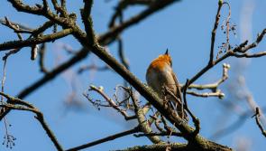 Kildare Wildlife Rescue announces opening of Autumn and Spring placements