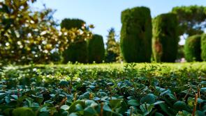 NOTICE: Kildare County Council releases reminder about Hedge Cutting Season