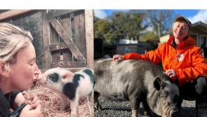 'They're just as affectionate as dogs' - Singer swaps stage for saving pigs in Kildare