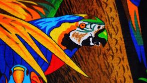 Wrapping up wildlife for a good cause: Animal rescue group based in Kildare releases new appeal for towels