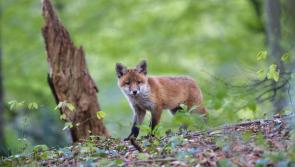 Animal rescue group in Kildare releases urgent appeal for these specific items