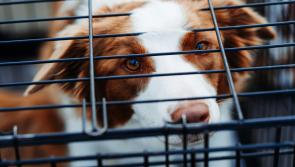 Regulation of puppy farms to be debated in D&aacute;il as dogs kept in 'horrendous conditions'