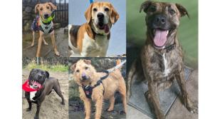 PICTURES: Kildare animal rescue lists 11 loving dogs seeking a forever home 