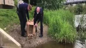 WATCH: This video of gardai rescuing a duck and 13 adorable ducklings will make you smile