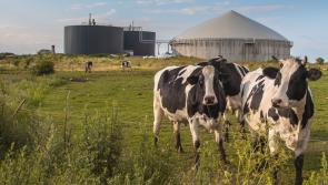 Kildare’s biomethane could replace all the natural gas consumed in the county, report says