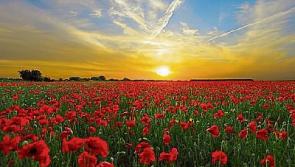 Another sizzling day for Co. Kildare