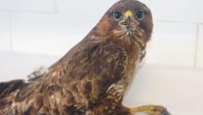 Buzzard who survived slurry pit fall rescued by Kildare Animal Foundation