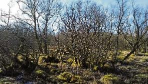 How the Dutch saved our bogs: amazing story to be revisited at Kildare talk