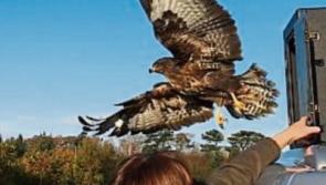 A triumphant return to the wilderness for Kildare rescue animals